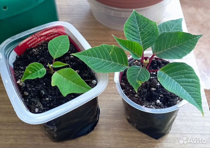 Рождественская звезда или пуансеттия