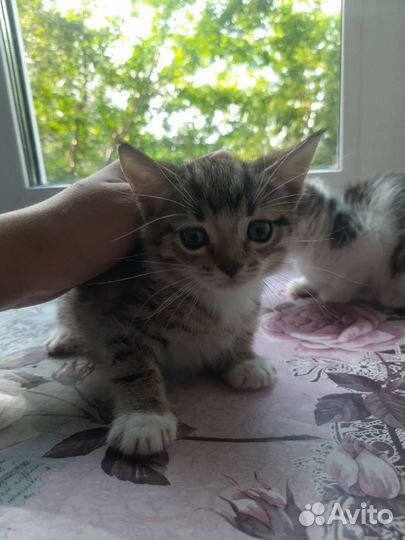 Котята в добрые руки сиамо-британские