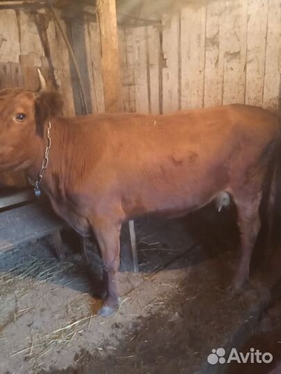 Корова телята и бычки