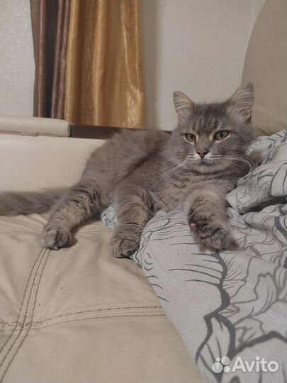 Котик пухляш