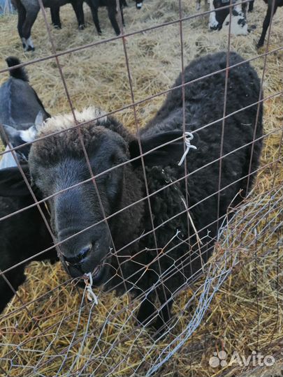 Овцы, ягнята, нубийские козы