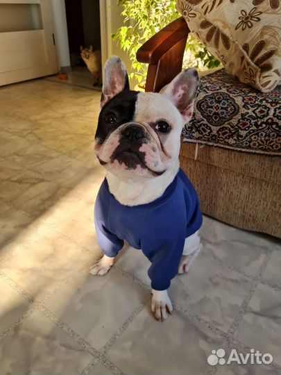 Худи для собак