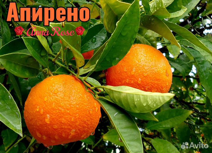 Цитрусовые растения