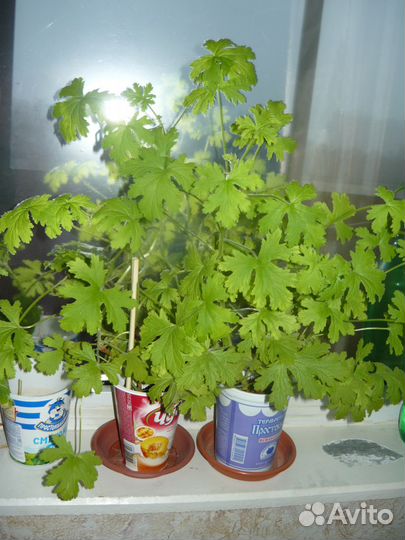 Продается душистая герань