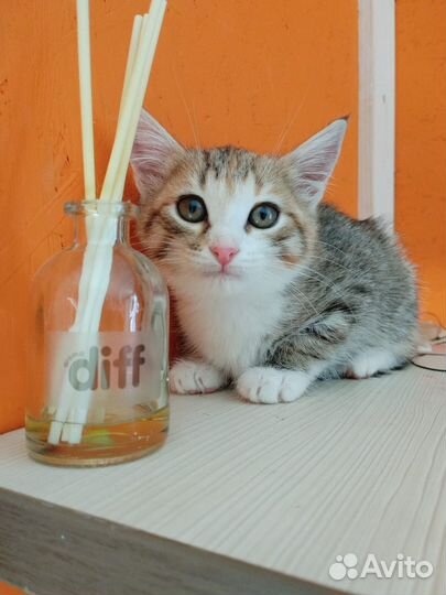 Котенок девочка трехцветная