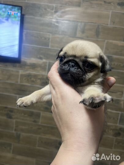 Щенки мопса
