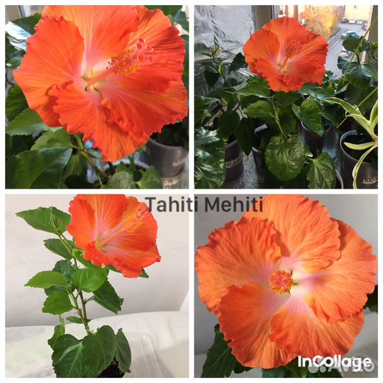 Сортовые гибискусы