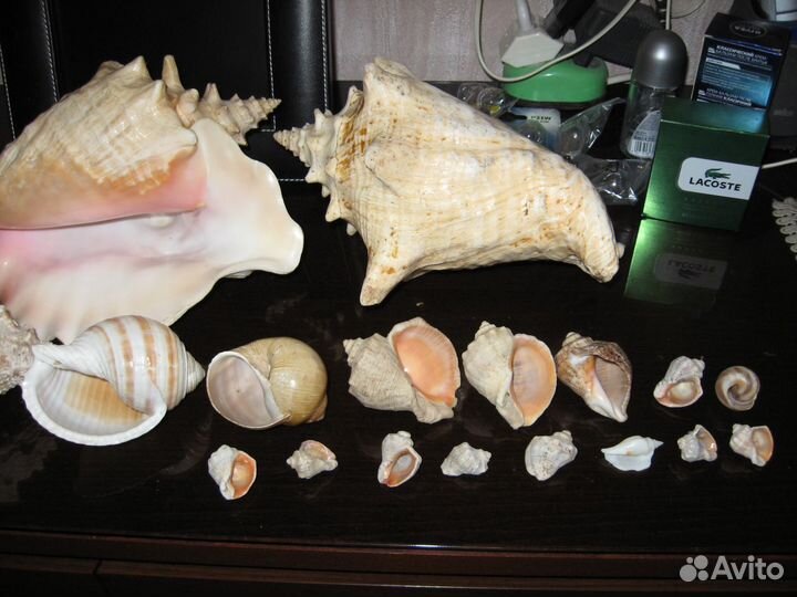 Коллекция больших и маленьких раковин и ракушек