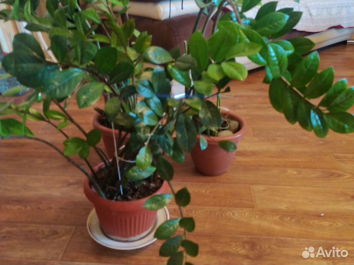 Замиокулькас