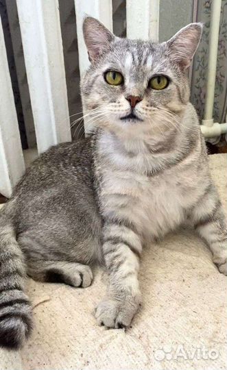 Кот британец