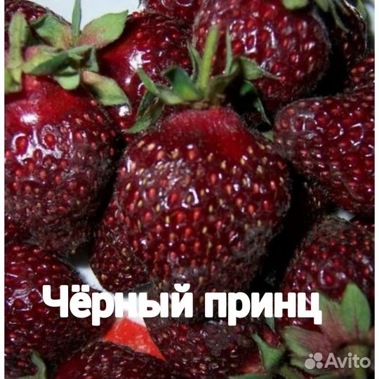 Саженцы клубники