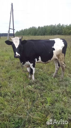 Тёлка 1.4 продаем или меняем на Быка