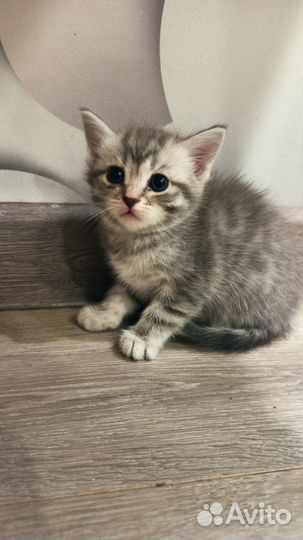Отдам котят