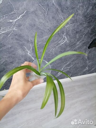 Хлорофитум