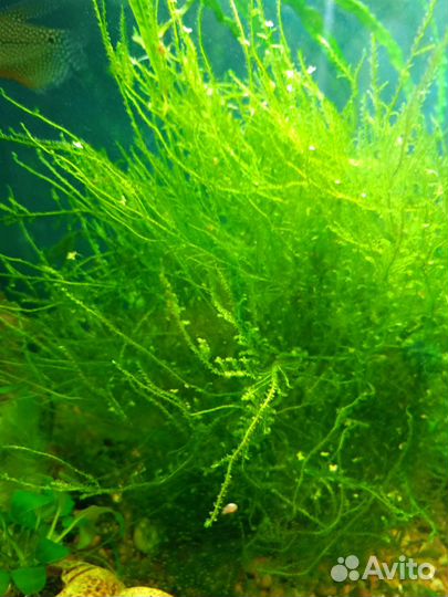 Мох в аквариум. Куча ракушек