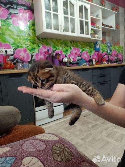 Кошка в дар бесплатно