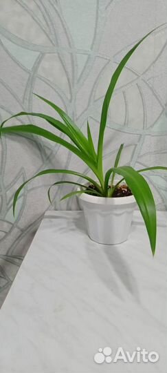 Продам цветы комнатные