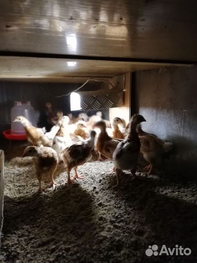 Цыплята 2 месяца