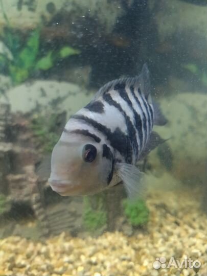 Аквариумные рыбки