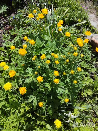 Цветы, многолетники