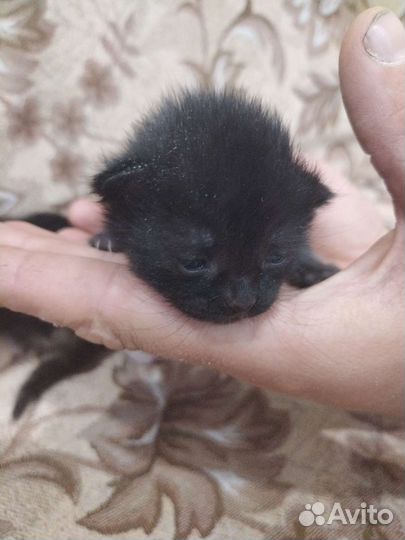 Котята в добрые руки бесплатно