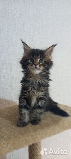 Котята мейн-кун