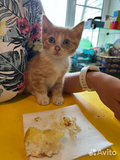 Котёнок мальчик в добрые руки