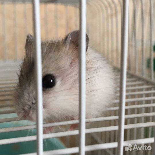 Джунгарский хомяк