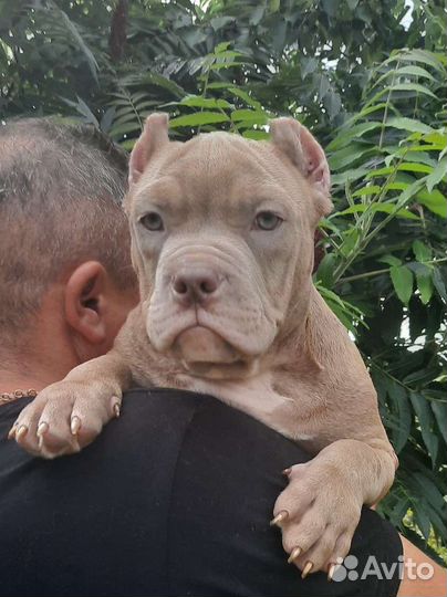 Американский булли щенки мерль