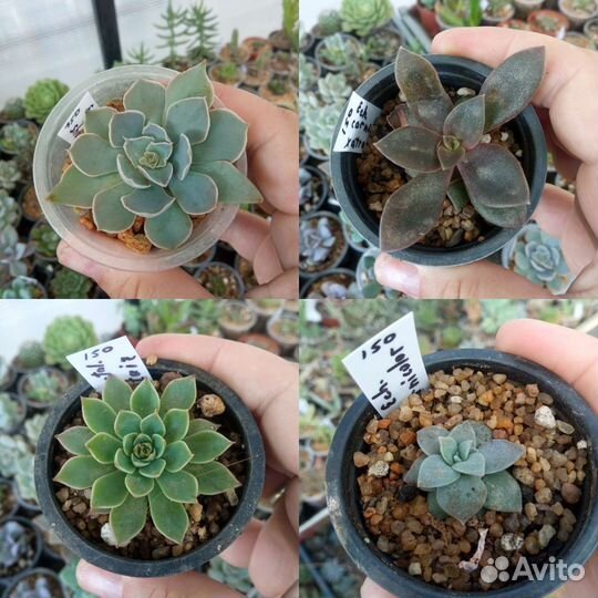 Суккуленты эхеверия крассула седум