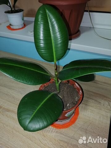 Фикус каучуконосный