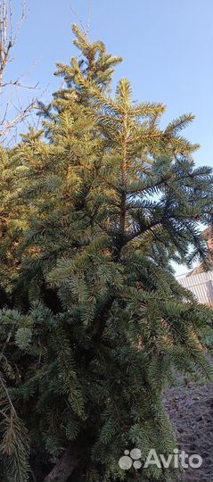 Еловые ветки живые