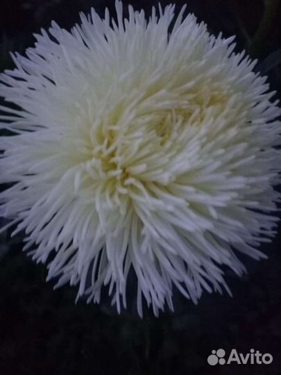 Астра, семена овощей