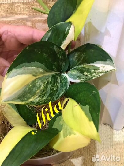 Сциндапсус Jade Satin var