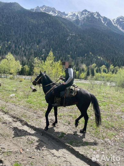 Карачаевский жеребец