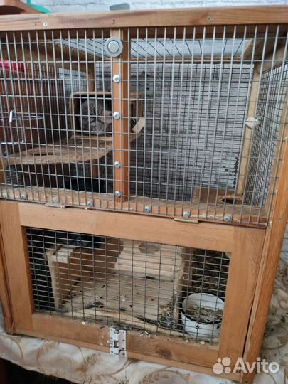 Продам 2 шиншиллы с клеткой