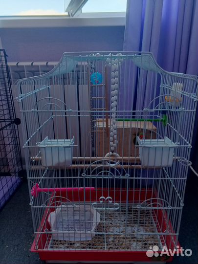 Неразлучник