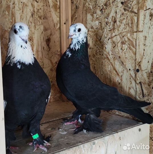 Голуби леушковские