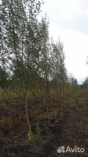 Саженцы крупномеры рябины,березы,тополя