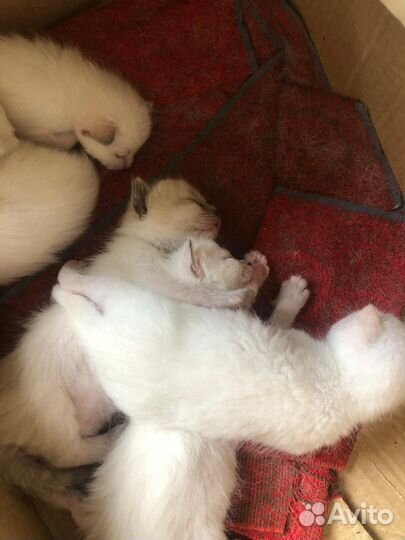Котята в добрые руки