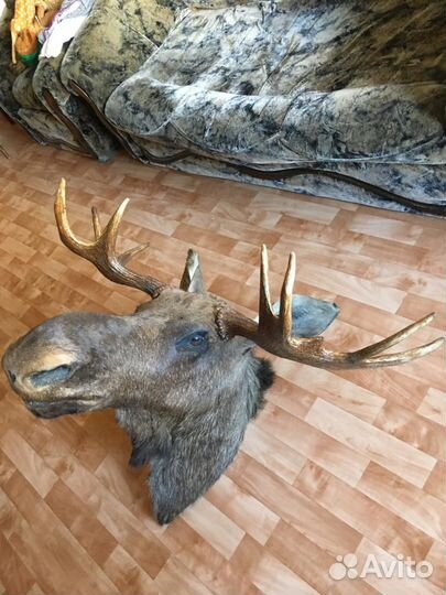 Голова лося