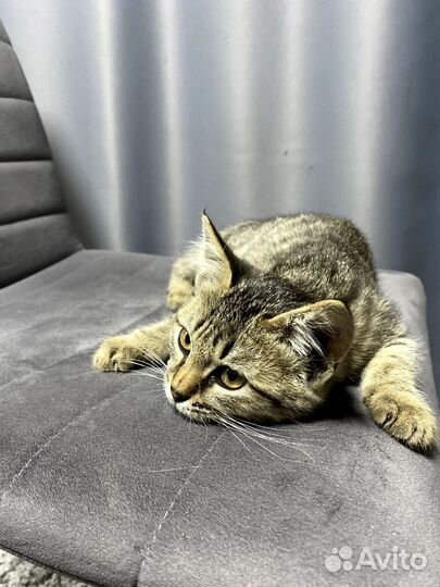 Кошка в дар бесплатно