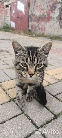 Молодой котик хочет стать домашним