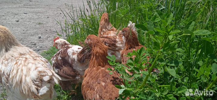 Молодняк кур-несушек породы хайсекс-браун