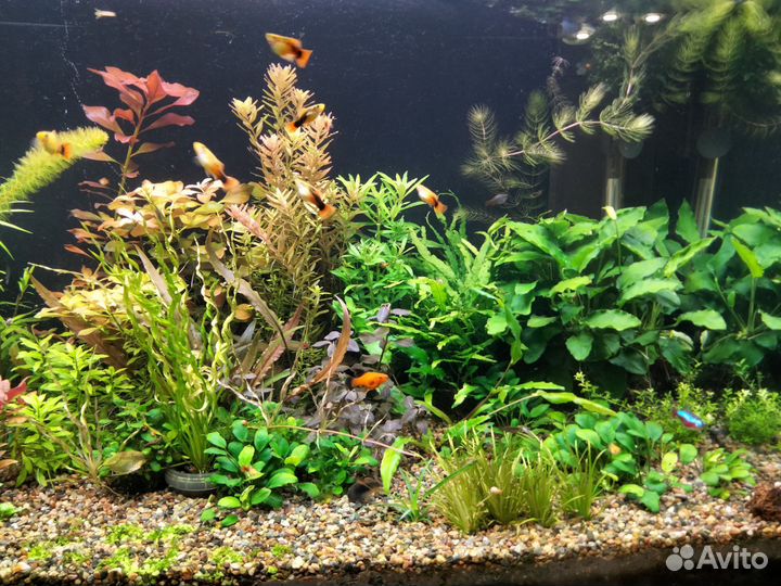 Продам аквариумные растения из своего аквариума