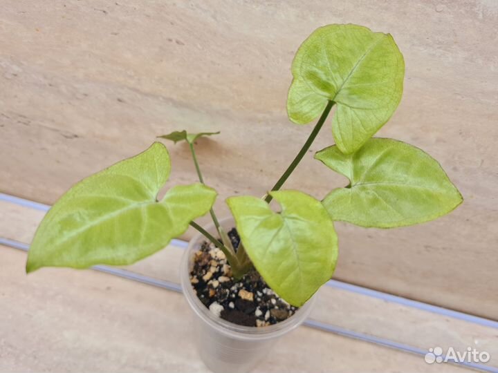 Сингониумы