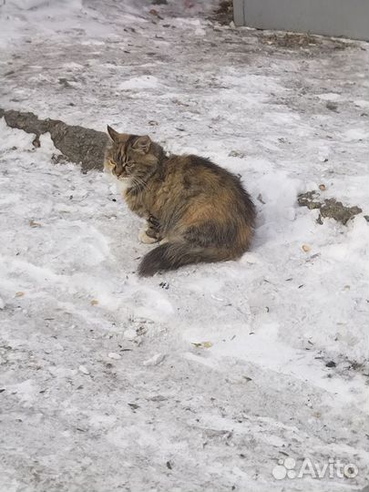 Котята коротколапые