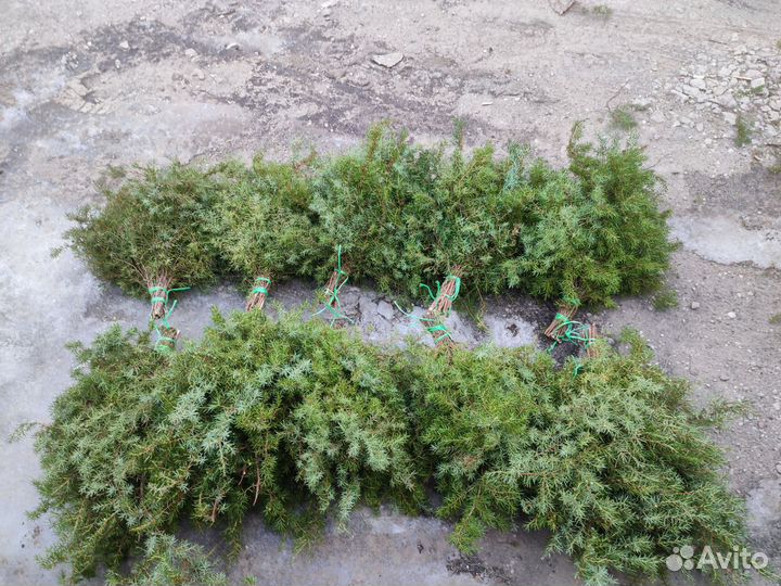 Веники для бани