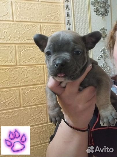 Амбулли покет