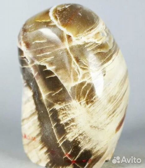 Окаменелая древесина «ксилолит» минерал